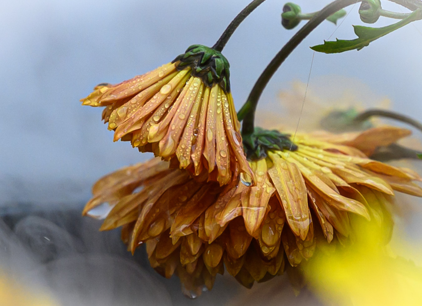 Lire la suite à propos de l’article Michelle Jochum