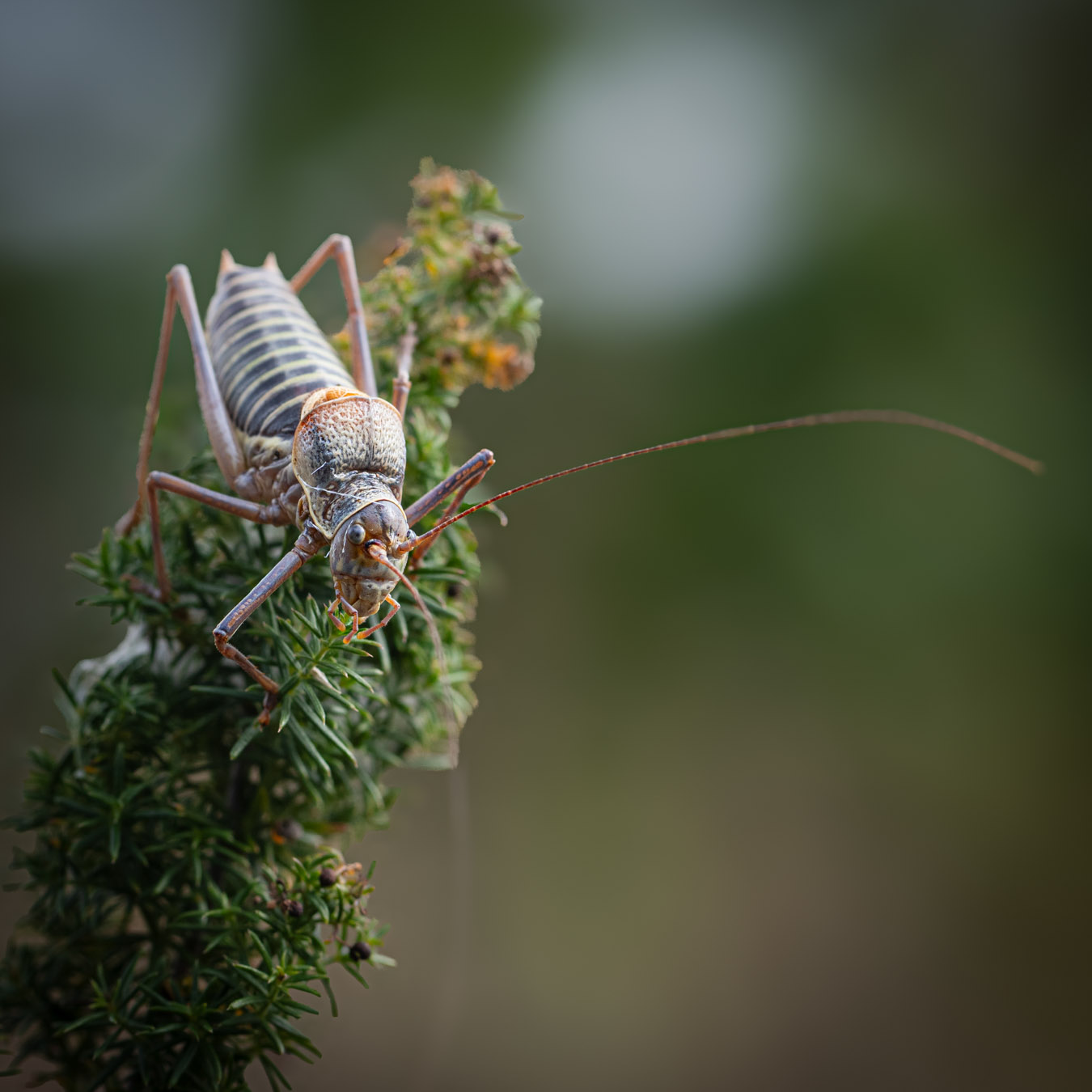 Lire la suite à propos de l’article Marie Quirin