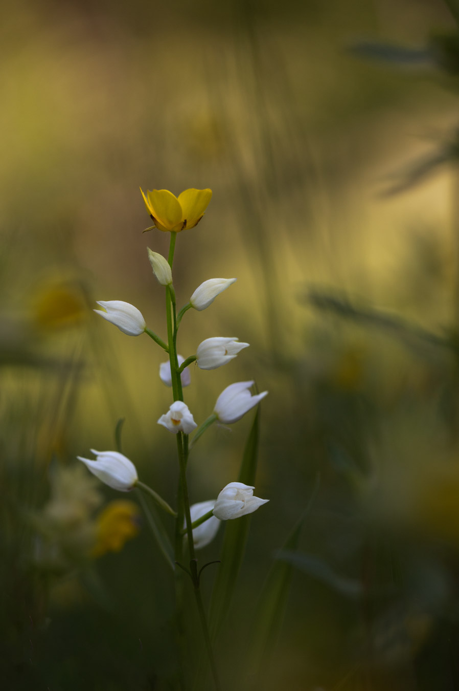 Lire la suite à propos de l’article Marie Quirin