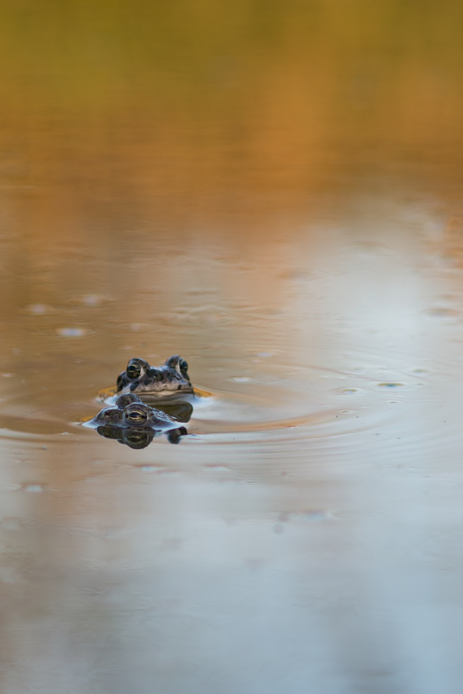 Lire la suite à propos de l’article Claude Noyon