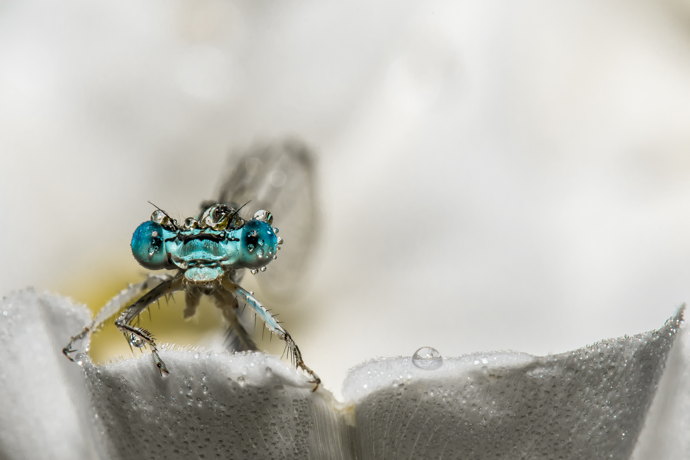 Lire la suite à propos de l’article Pascal Sester