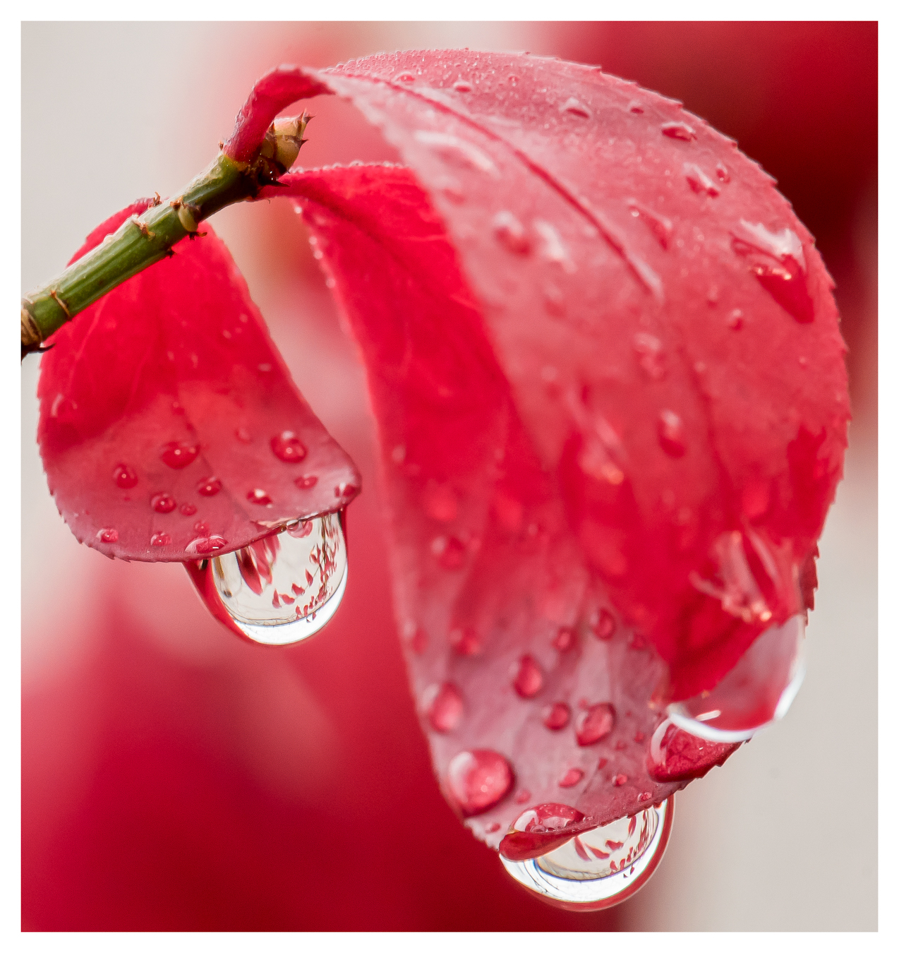 Lire la suite à propos de l’article Pascal Sester