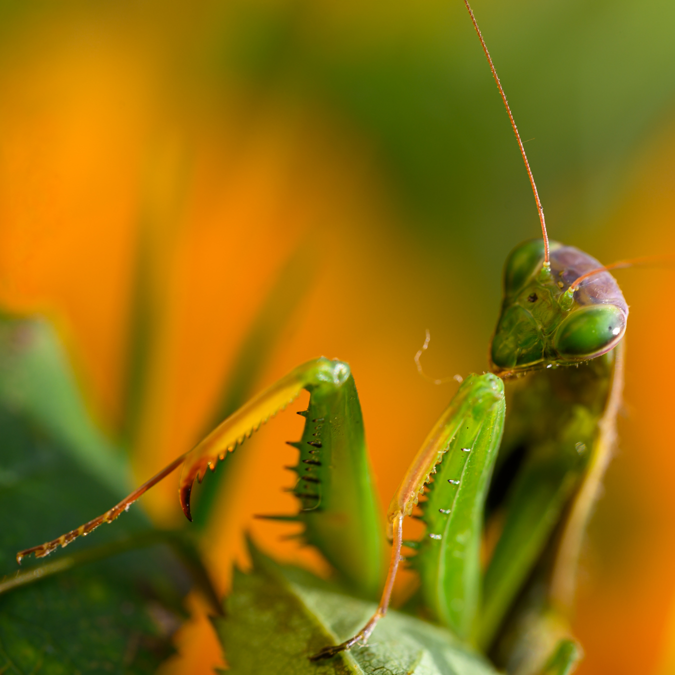 17 Therese Schneiderlin