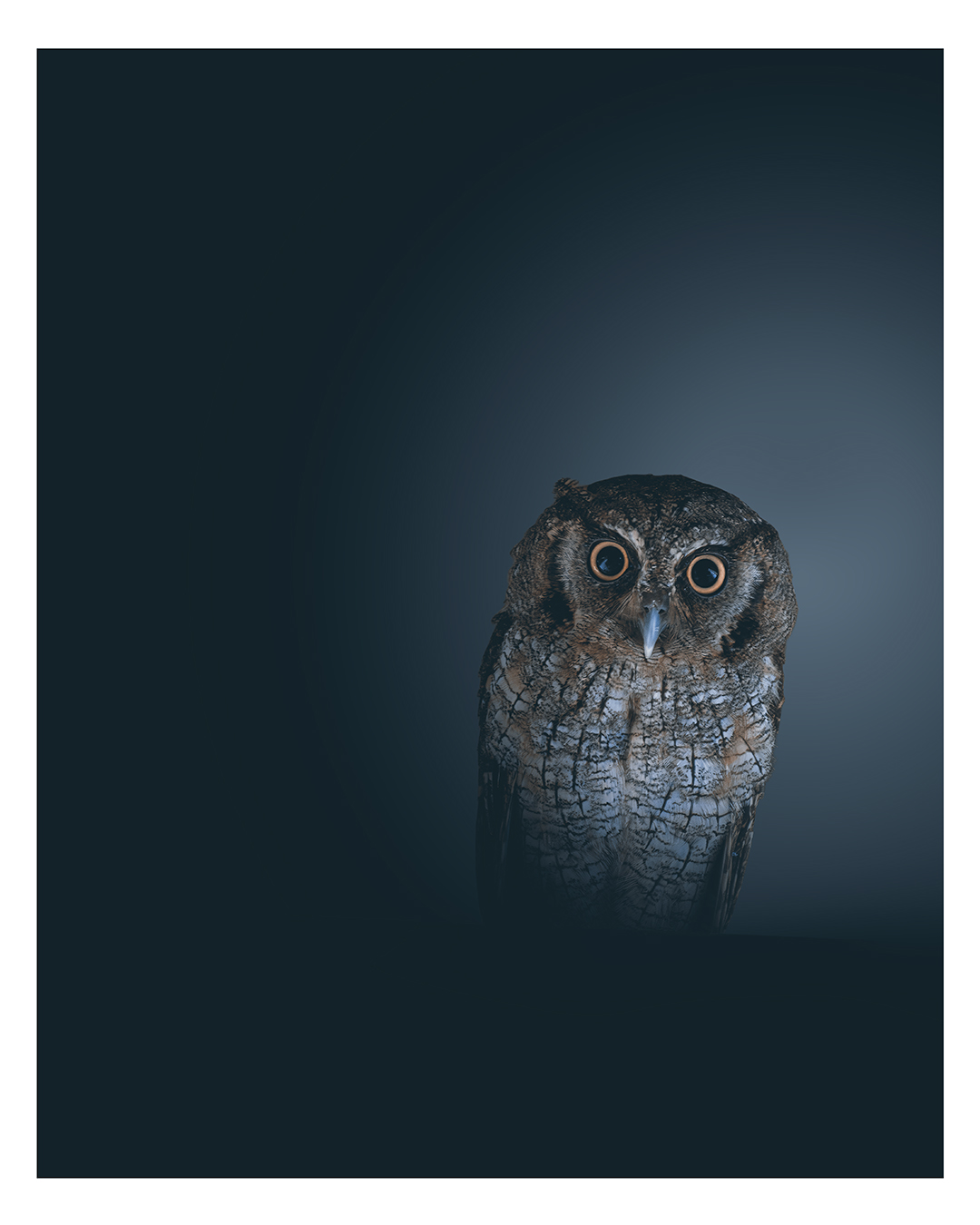 Photo du mois - Décembre 2025