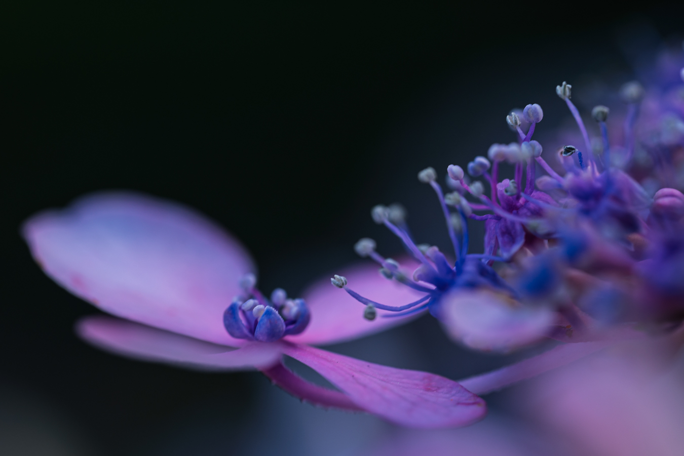 Lire la suite à propos de l’article Thérèse Schneiderlin