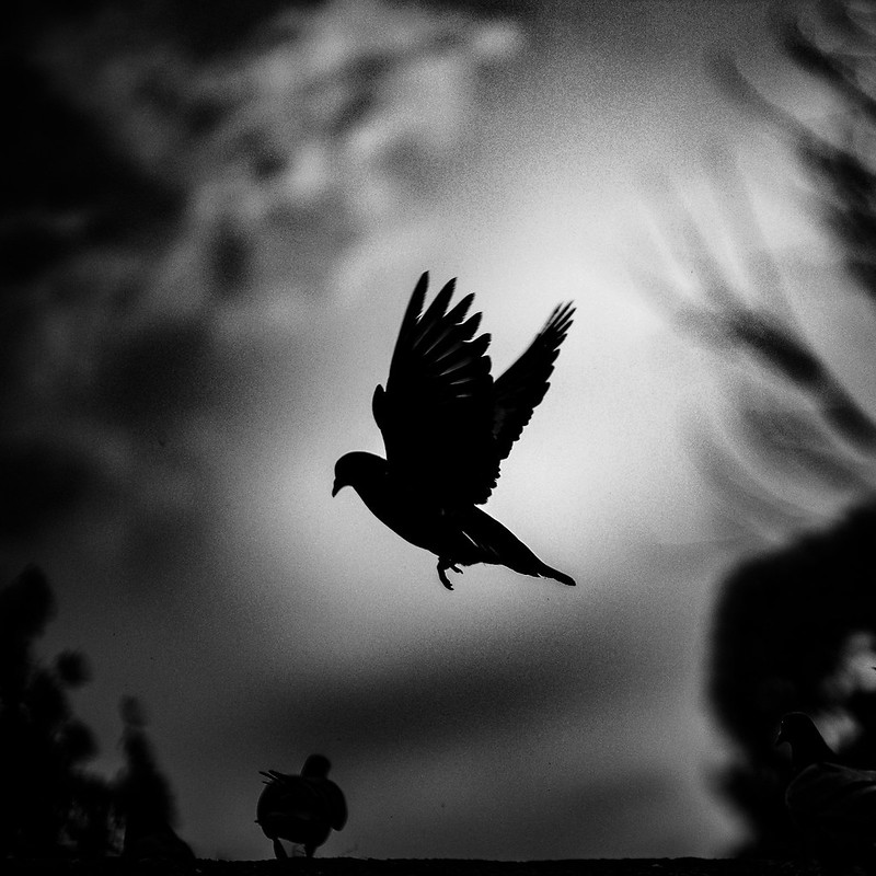 51338525782 e759e14e8d c