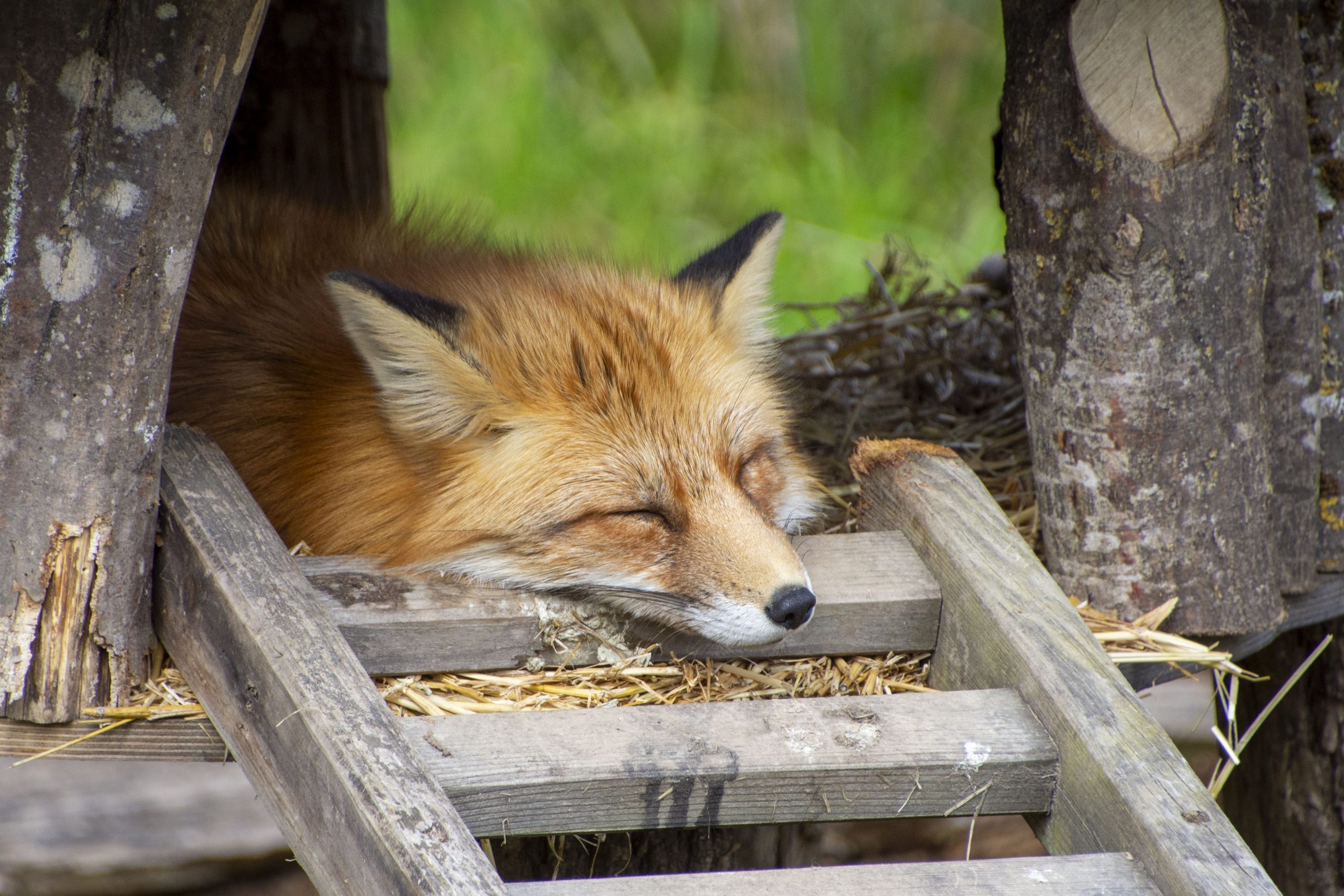 You are currently viewing Marie FUCHS